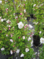 Preview: Kletterrose Venusta Pendula2